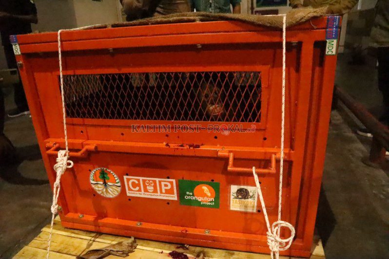 Nyaris-Dijual-Ke-Filipina-Bareng-Owa-owa-Hingga-Lutung-Inilah-Nasib-Malang-Astuti