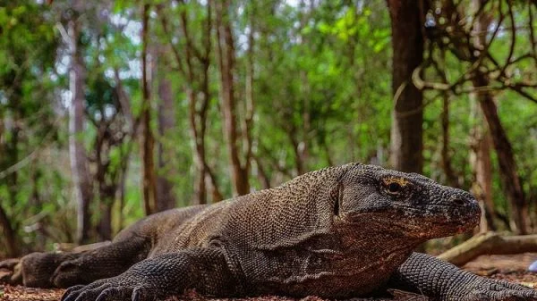 Pulau Komodo