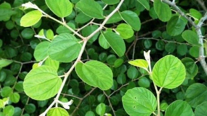 6-Khasiat-Ampuh-Daun-Bidara-Untuk-Kesehatan.jpg