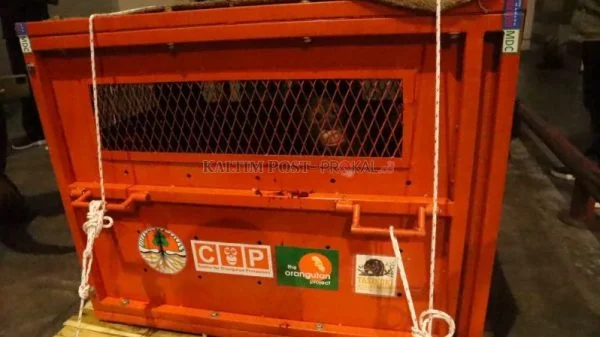 Nyaris-Dijual-Ke-Filipina-Bareng-Owa-owa-Hingga-Lutung-Inilah-Nasib-Malang-Astuti