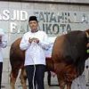 Heru Budi Kurban Sapi Limosin 1 Ton di Balai Kota Jakarta