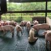 11 Negara Penghasil Daging Babi Terbesar Di Dunia 2023